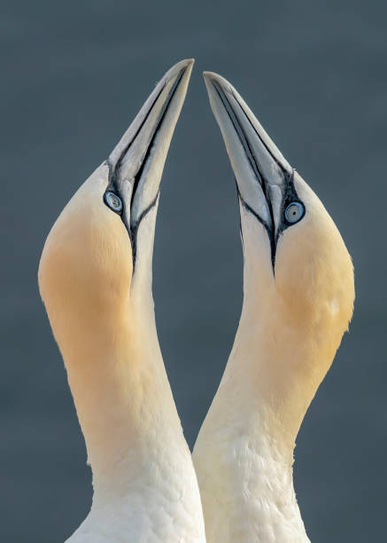 istock Two Northern Gannets (Morus bassanus) touching beaks to greet each other. Mating gannets on cliffs, Helgoland in Germany, bird colony, beautiful birds, typical mating behaviour, nesting birds on cliff 1285412003