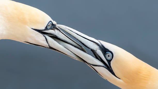 Northern Gannet (Morus bassanus), mating gannets on cliffs, Helgoland in Germany, bird colony, beautiful birds, typical mating behaviour, nesting birds on cliffs, harmony, lovely bird couple