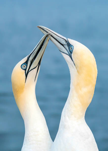 istock Two Northern Gannets (Morus bassanus) touching beaks to greet each other. Mating gannets on cliffs, Helgoland in Germany, bird colony, beautiful birds, typical mating behaviour, nesting birds on cliff 1285412103