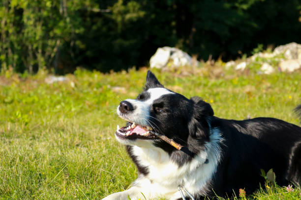 istock Border collie in a green meadow 1285412847