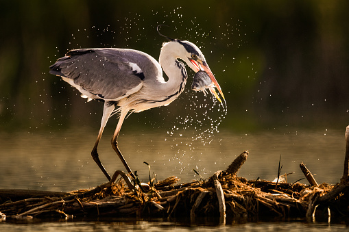 Gray heron catching fish in nature.