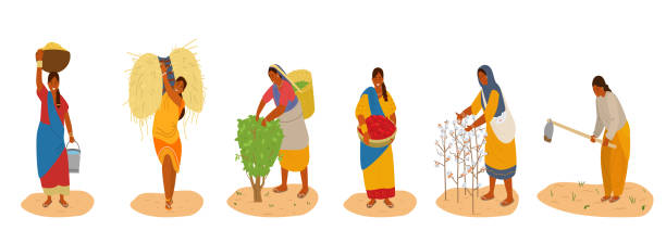 векторный набор индийских женщин, работающих - tea crop picking women agriculture stock illustrations