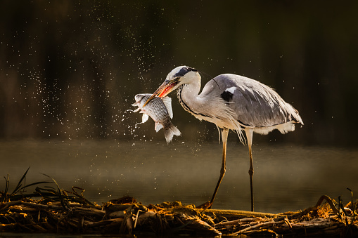 Gray heron catching fish in wilderness.