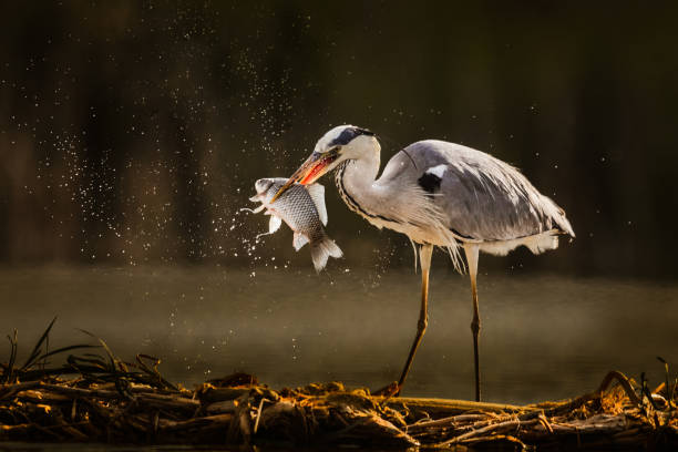 czapla szara łapie ryby na pustyni. - gray heron zdjęcia i obrazy z banku zdjęć