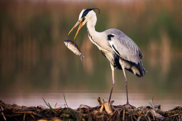 istock Gray heron with a fish in wilderness. 1285412926