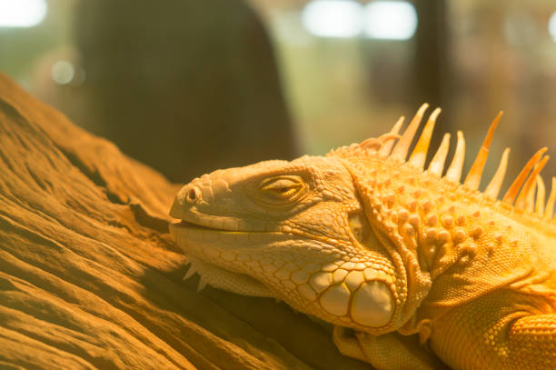 istock An albinism iguana on a log in a glass cabinet 1285413959