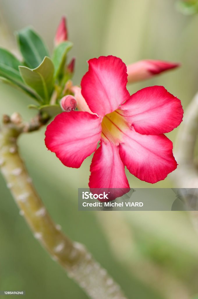 Adenium obesum Pink flower of Adenium obesum Adenium Obesum Stock Photo