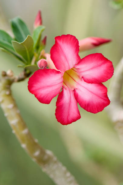 Adenium obesum Pink flower of Adenium obesum adenium obesum stock pictures, royalty-free photos & images