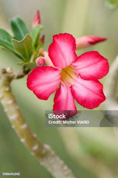 Adenium Obesum Stock Photo - Download Image Now - Adenium Obesum, Adenium, Botany