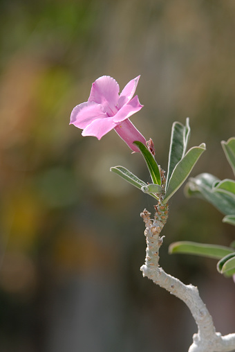 Pink flower of Adenium obesum