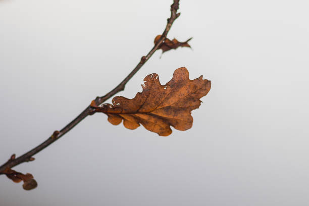 istock withered oak leaf on a branch, in the fog 1285415051