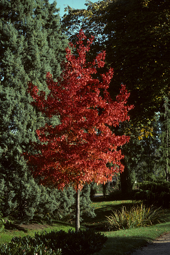 Red leaves of Sweet Gum in autumn