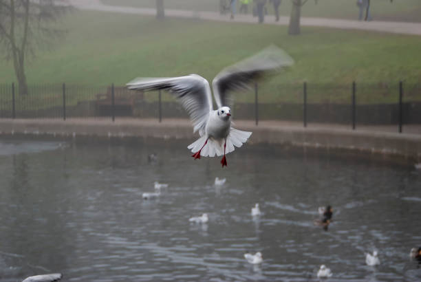 A seagull in flight in a park