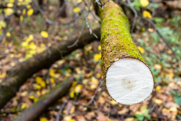 fresh saw-cut of fallen tree in wet forest of city park on autumn day (focus on surface of saw-cut on foreground and blurred background0