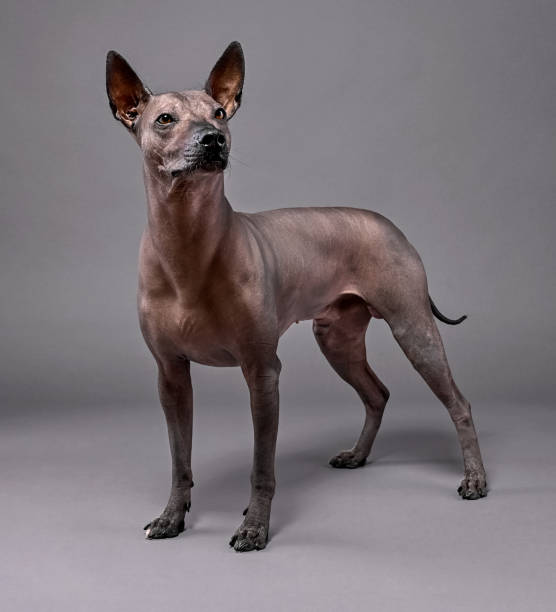 Xoloitzcuintle (Mexican Hairless Dog)   portrait standing  close-up on gray background