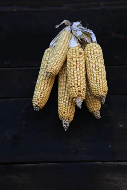 Corn harvest season, hanging on the eaves.