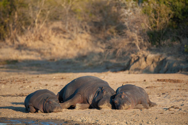 hippopotame en afrique - animal hippopotamus africa yawning photos et images de collection