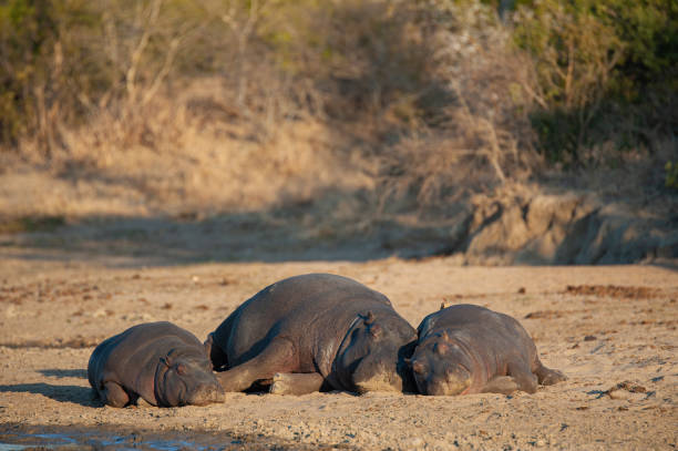 ippopotamo in africa - animal hippopotamus africa yawning foto e immagini stock