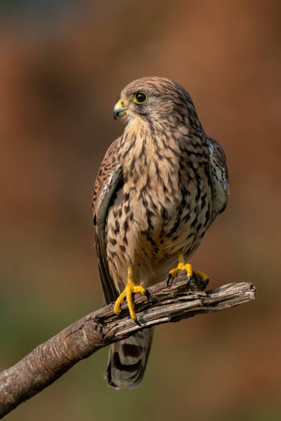 male common kestrel (falco tinnunculus) on a branch. gelderland in the netherlands. bokeh background. - kestrel hawk beak falcon stock-fotos und bilder