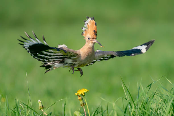 Hoopoe Pictures | Download Free Images on Unsplash