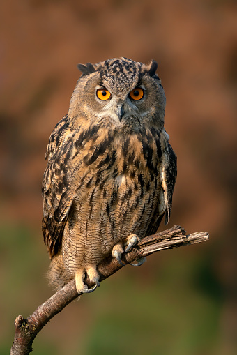 Eurasian Eagle owl (Bubo bubo) on a branch. Gelderland in the Netherlands!