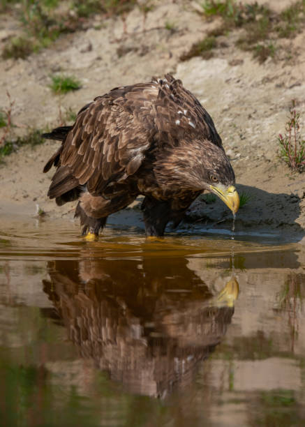 istock Beautiful White Tailed Eagle (Haliaeetus albicilla) drinking water from a lake.  Also known as the gray eagle, Eurasian sea eagle and white-tailed sea-eagle. 1285417602