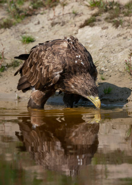 istock Beautiful White Tailed Eagle (Haliaeetus albicilla) drinking water from a lake.  Also known as the gray eagle, Eurasian sea eagle and white-tailed sea-eagle. 1285417634