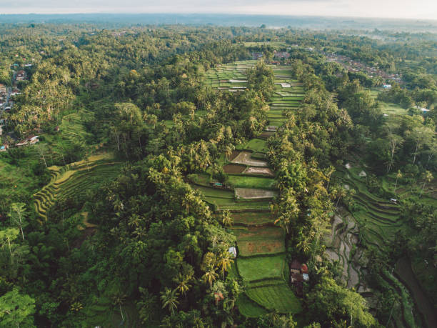 istock High Angle View Of Agricultural Field 1285417832