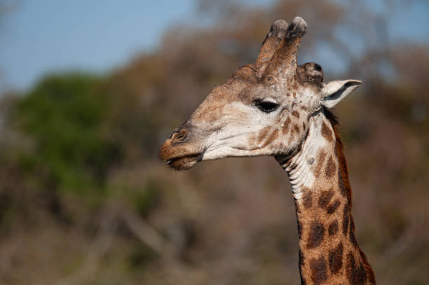 istock Southern Giraffe Portrait 1285417978