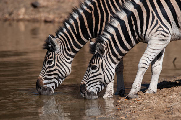 Plains Zebra at Water stock photo
