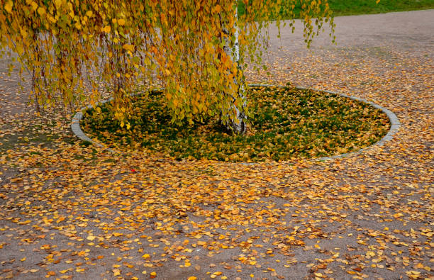 la betulla è primavera lussureggiante foglie verdi, l'autunno si trasforma in una virile dorata, o una corona argentea scintillante sotto cristalli di ghiaccio nei mesi invernali in uno spazio circolare sulla strada per la piazza nella piazza del villaggi - betulla dargento foto e immagini stock