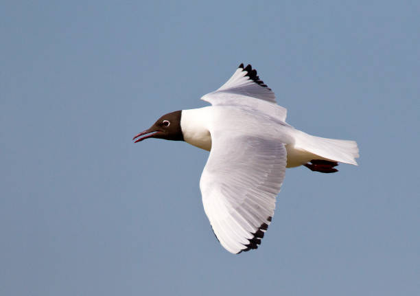 istock Larus ridibundus, (Black-headed Gull) adult calling in flight 1285419962