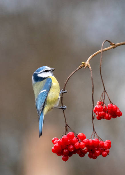 istock Blue Tit (Cyanistes caeruleus) hanging at branch with red berries 1285420053