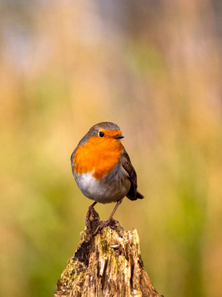 istock European Robin (Erithacus rubecula) perched on a trunck 1285420771