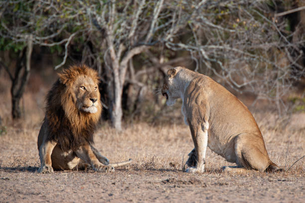 istock Male and Female Lions 1285420809