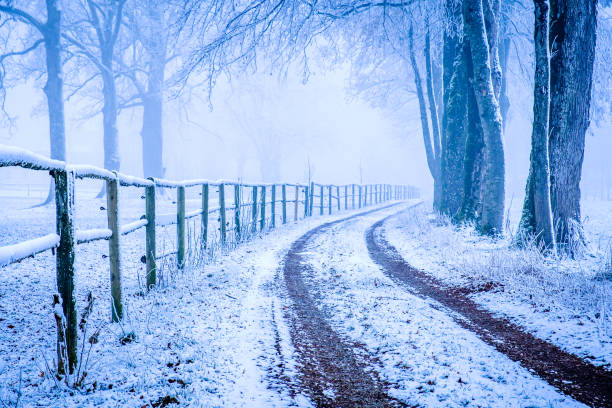 forest in winter - bavarian alps - photo