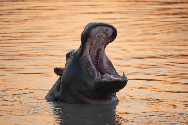 ippopotamo in africa - animal hippopotamus africa yawning foto e immagini stock