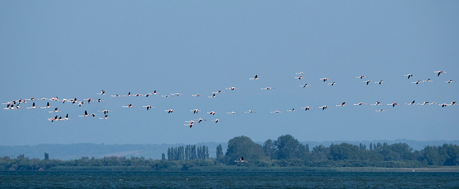 Greater Flamingo (Phoenicopterus roseus) group in flight in the Camargue