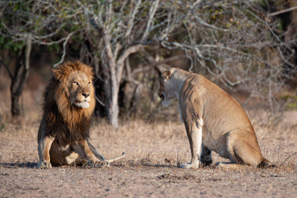 istock Male and Female Lions 1285422569
