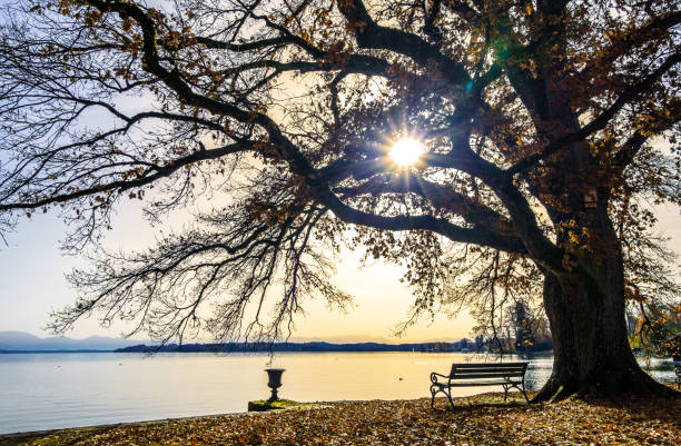 istock bench at the Starnberger Lake 1285422574