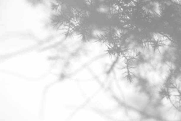 istock shadows of fir tree branches on a white wall 1285423024