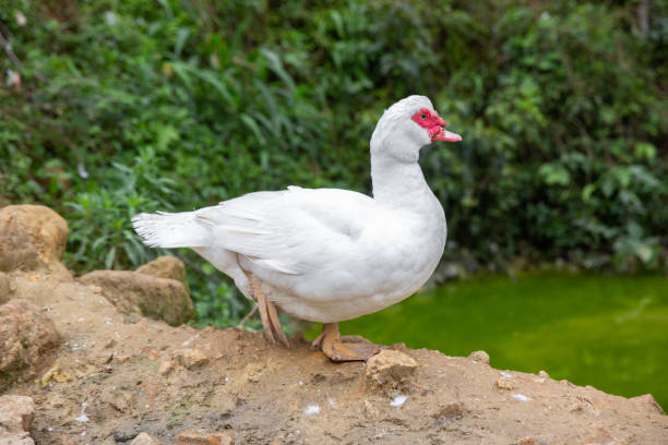 istock White duck stand next to a pond or lake 1285423190