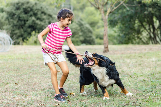 little girl attacked by a dog - dog alarm imagens e fotografias de stock