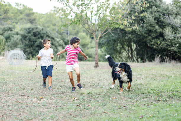 istock Two kids running and playing with a Mountain Dog 1285423489