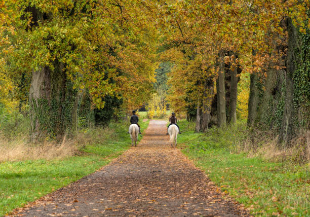 visão traseira de duas mulheres cavaleiros em cavalos brancos em trilha arborina na floresta de carvalho - tree area beautiful vanishing point tree trunk - fotografias e filmes do acervo