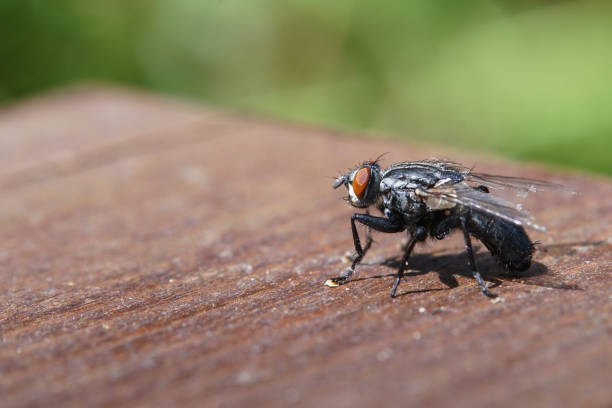 istock Extreme close-up of common flesh fly 1285424678