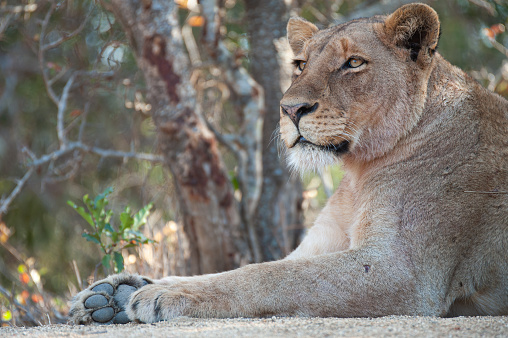 A Lioness seen on a safari in South Africa