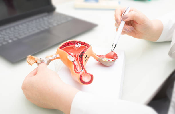Gynecologist showing uterine structure on a uterus model. Uterus model on gynecologist's desk close-up Gynecologist showing uterine structure on a uterus model. Uterus model on gynecologist's desk close-up cervix photos stock pictures, royalty-free photos & images