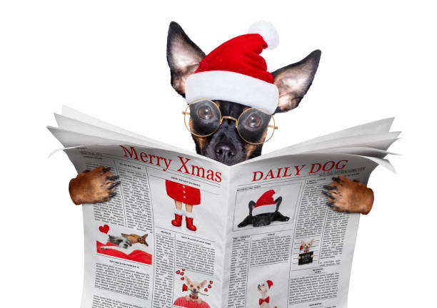 merry christmas dog  santa claus hat christmas prague ratter , prager rattler santa claus  dog reading a newspaper or magazine ,isolated on white background,  as a surprise pražský krysařík stock pictures, royalty-free photos & images