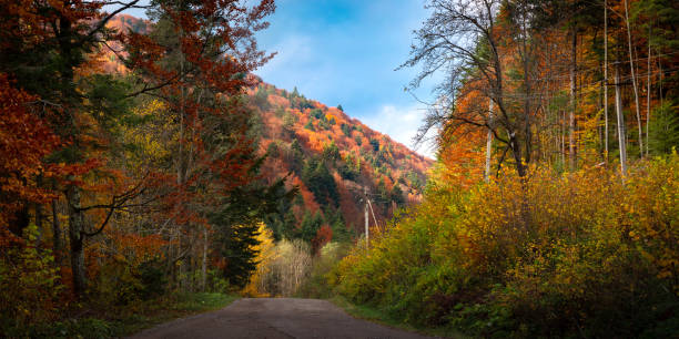 istock Autumn landscape of Carpathian Forest 1285431366